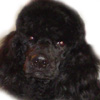 Standard Poodle
