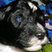 Sheepadoodle Puppy