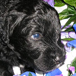 Sheepadoodle Puppy