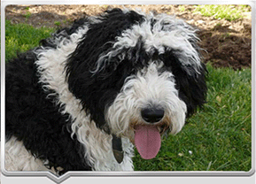 Beautiful Sheepadoodle Bella