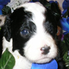 Sheepadoodle Puppy