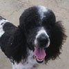 Standard Poodle