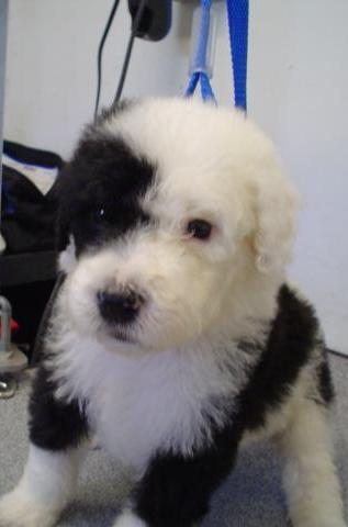 Black And White Sheepadoodle Puppy - Paint By Numbers - Canvas Paint by  numbers
