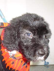 adult sheepadoodle adult sheepadoodle